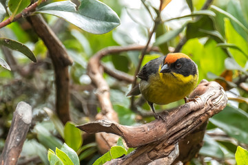 White-edged Oriole (Icterus graceannae), Tandayapa Area, Ecuador