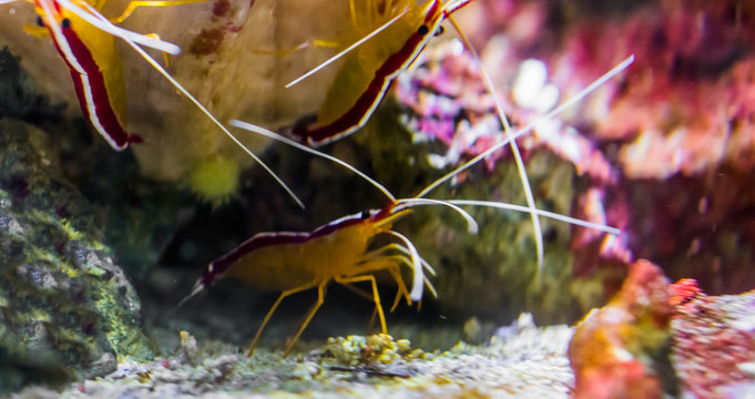 group of atlantic cleaner shrimps together, tropical fishes from the atlantic ocean
