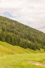 Obraz premium Alpe di Siusi, Seiser Alm with Sassolungo Langkofel Dolomite, a close up of a lush green hillside