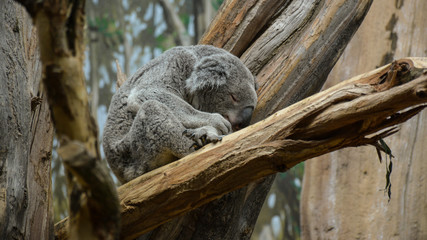 koala bear napping in a tree