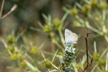 Lycaenidae / Çokgözlü Mavi / / Polyommatus icarus