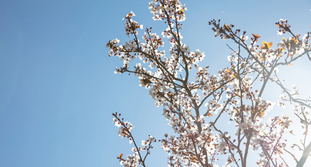 Springtime, easter time. Almond tree blooming on clear blue sky, sunny day