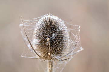 Bur covered in wet spider cobweb