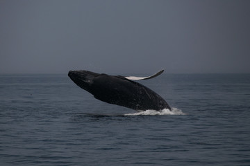 Fototapeta premium Adventure Cape Cod 5