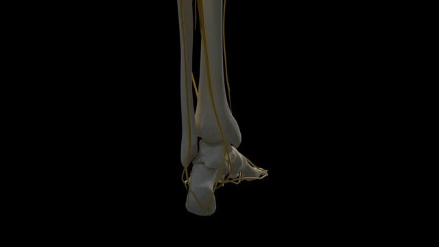 Human foot nerves