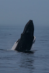 Fototapeta premium Adventure Cape Cod 9