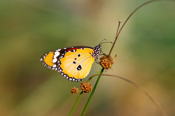 Closeup   beautiful butterfly sitting on flower.