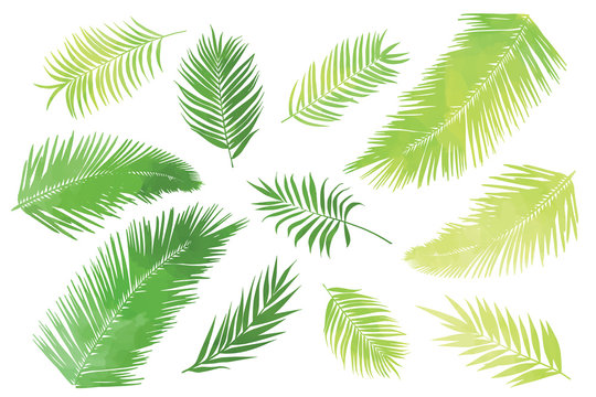 Bright tropic palm leaves set, individual elements, classic and universal design