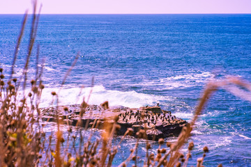 Naklejka premium Brown Pelicans at La Jolla Cove, San Diego