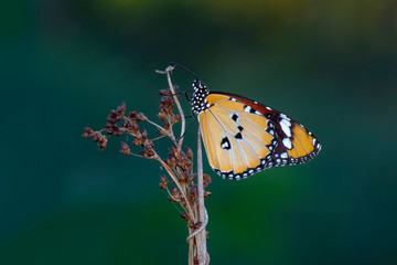 Closeup   beautiful butterfly sitting on flower.