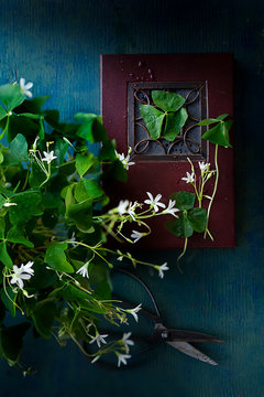 Shamrock on a book 