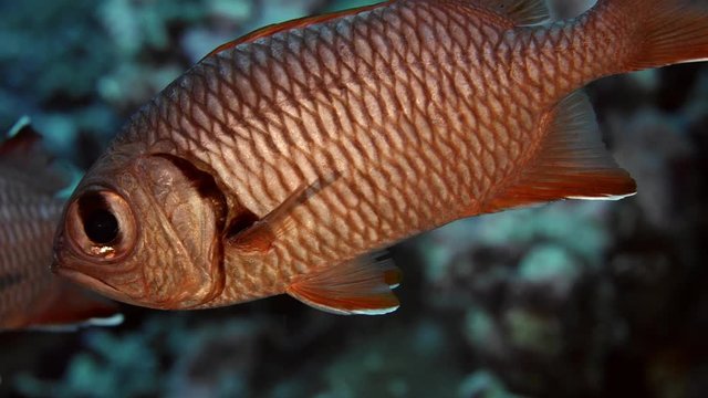soldierfish, Myripristis sp.,face on, is hiding under a coral, Maldives, Indian Ocean, slow motion