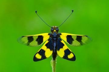 Macro shots, Beautiful nature scene dragonfly. 