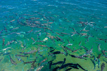 School of fish. Fish on the surface of the water.