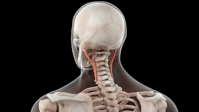 Neck Muscles Images – Browse 68,028 Stock Photos, Vectors, and
