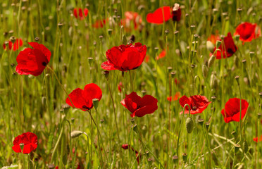 Plakat Poppy (papaver rhoeas) grows in a meadow