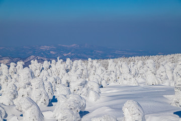  Towada Hachimantai National Park Hachimantai　　 Frost-covered trees