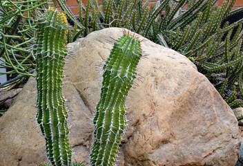 Naklejka premium Cactus3