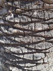 Kora palmy daktylowej na Fuertaventurze