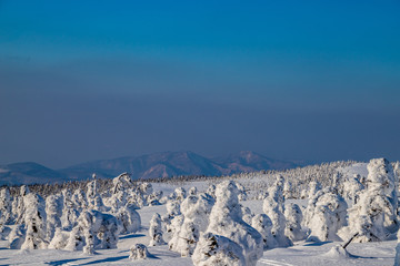 Fototapeta na wymiar Towada Hachimantai National Park Hachimantai　　 Frost-covered trees