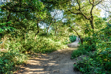 Obraz premium Dirt woodland trail, Guatemala, Central America