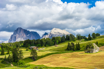Alpe di Siusi, Seiser Alm with Sassolungo Langkofel Dolomite, a field with a mountain in the background