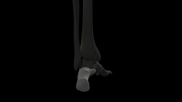 Human foot bone