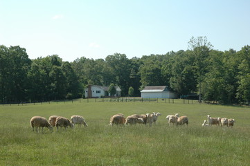 Fototapeta premium Sheep in Pasture