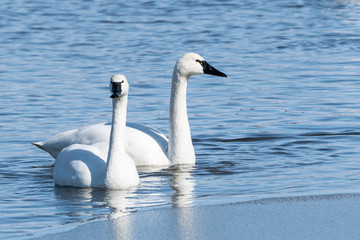 Close-up of tundra swans swimming in lake, Lancaster County, Pennsylvania.