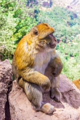 Wild barbary ape sitting on the Ouzoud Canyon, Morocco