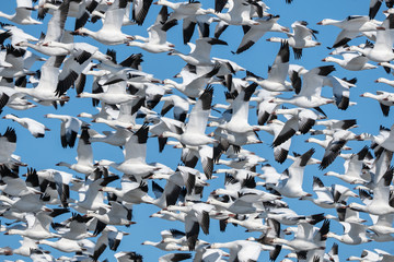 Flock of snow geese (chen caerulescens) take off from lake, Lancaster County, Pennsylvania.