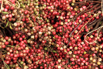 California pepper tree