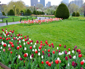 Tulips Season in Boston Public Garden