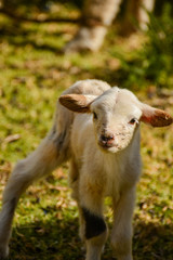 Naklejka premium Sheep in Peru