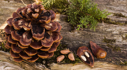 Organic Pine Essential Oil has fresh, bracing, antibacterial and stimulating properties for use in inhalations. It has a positive, strengthening affect on both the mind and body. Pine nuts are among t