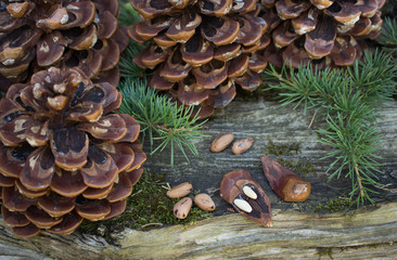 Organic Pine Essential Oil has fresh, bracing, antibacterial and stimulating properties for use in inhalations. It has a positive, strengthening affect on both the mind and body. Pine nuts are among t
