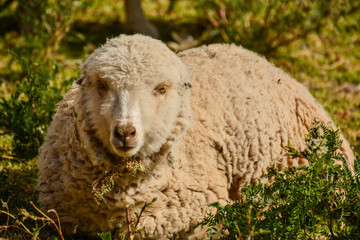 Naklejka premium sheep in field