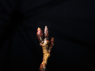 Tokyo,Japan-March 7, 2019: The buds of the cherry blossoms in the rain on the black background. They will open up in two weeks. 