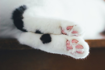 Lovely fluffy paws of lying white cat with pink pads and black spots.