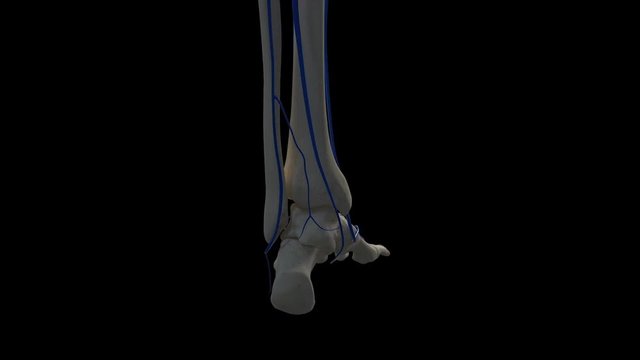 Human foot veins