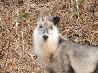 白神山地のカモシカ