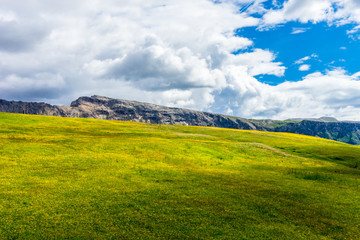 Alpe di Siusi, Seiser Alm with Sassolungo Langkofel Dolomite, a close up of a lush green field