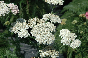 Yarrow