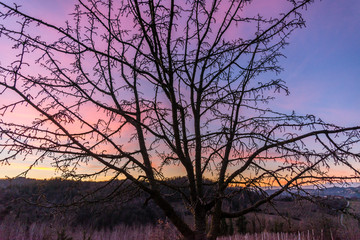 Sunlight through the branches in a forest in Montferrat during winter