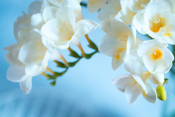 Naklejka na ściany i meble Bouquet of beautiful white freesias on blue background