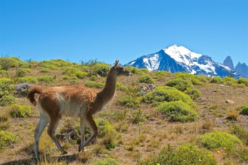 Guanaco roaming in Torres del Paine National Park, Chile