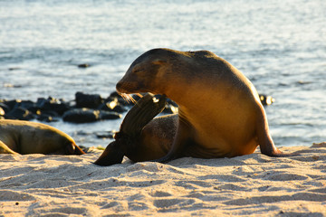 Sunset on the beach wit sea lion	
