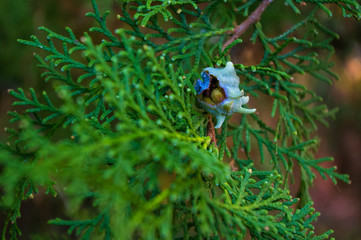 Incense cedar tree Calocedrus decurrens branch close up.