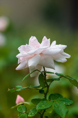 White Rose flower with raindrops. Nature. close up