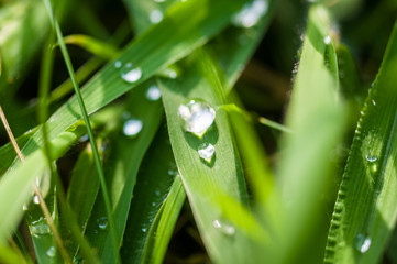Naklejka premium Drops of water on the green grass after rain, macro